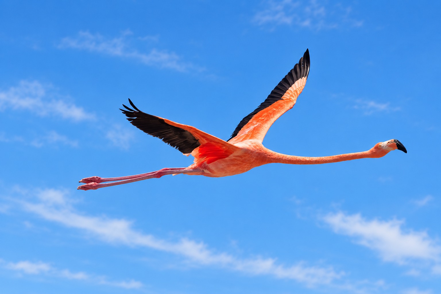 Flamingo flying across a blue Bonaire sky