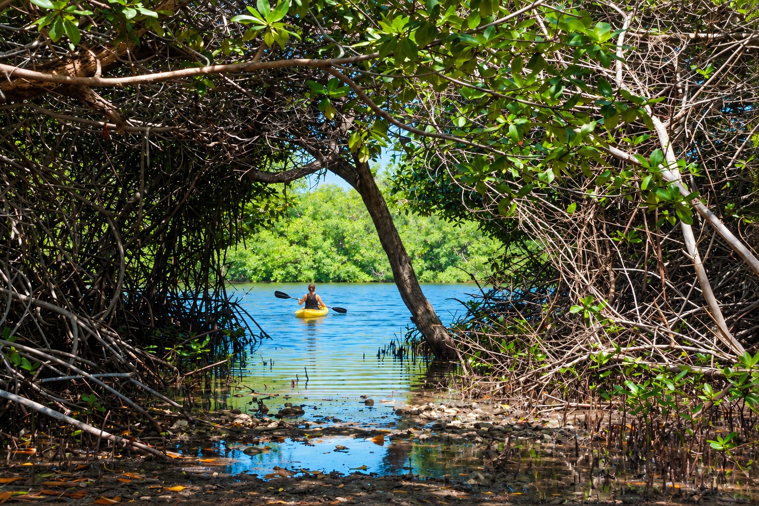 Kayaking between the mangroves on Bonaire